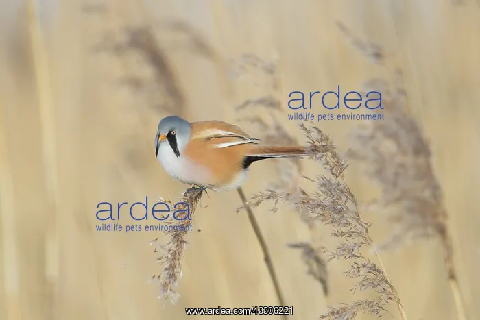 : Bearded Tit, Bearded Reedling - male hanging on : Bearded Tit, Bearded Reedling - male hanging on