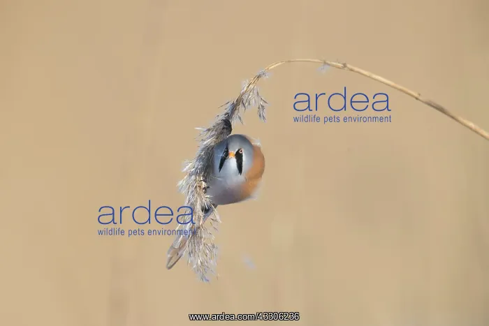 : Bearded Tit, Bearded Reedling - male hanging on : Bearded Tit, Bearded Reedling - male hanging on