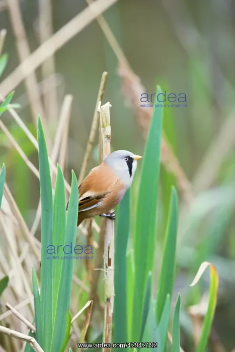 : Bearded Tit / Bearded Reedling - male in reeds : Bearded Tit / Bearded Reedling - male in reeds