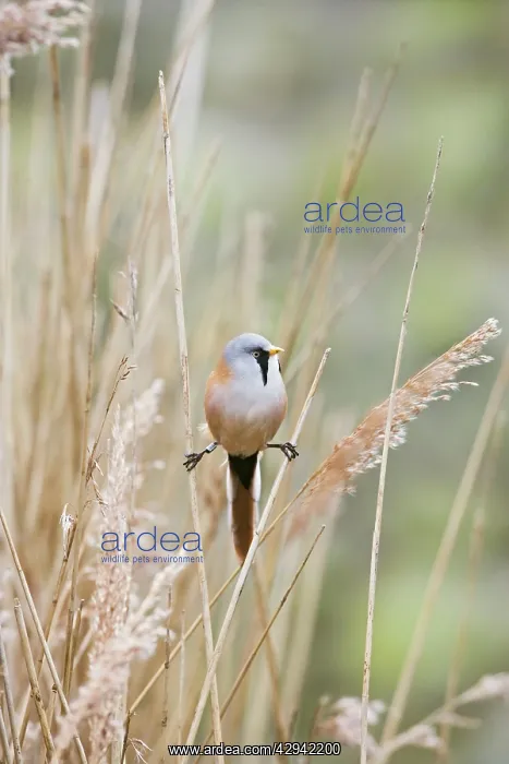 : Bearded Tit / Bearded Reedling - male in reeds : Bearded Tit / Bearded Reedling - male in reeds