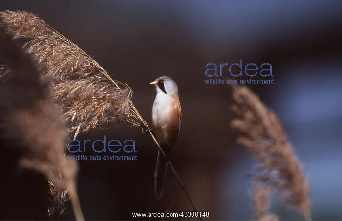: BEARDED TIT / BEARDED REEDLING - Perched on reed : BEARDED TIT / BEARDED REEDLING - Perched on reed
