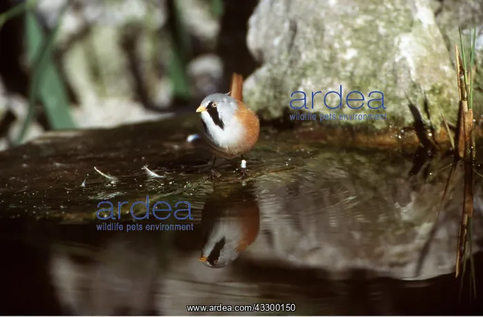 : BEARDED TIT / BEARDED REEDLING - with reflection in pool : BEARDED TIT / BEARDED REEDLING - with reflection in pool