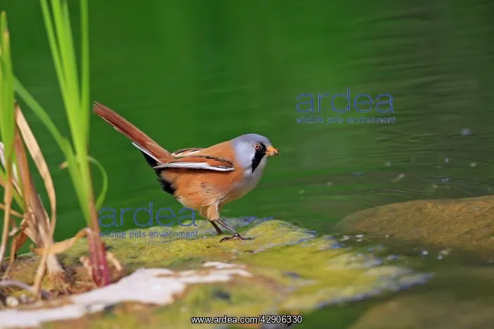 : Bearded Tit - feeding : Bearded Tit - feeding