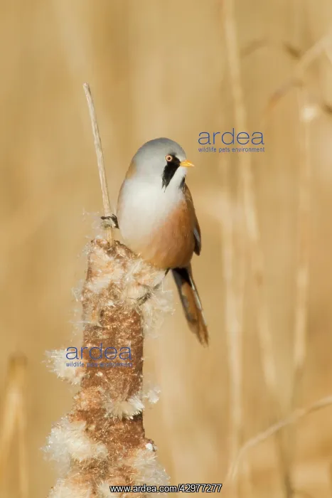 : Bearded Tit - male feeding on Reedmace seedhead : Bearded Tit - male feeding on Reedmace seedhead