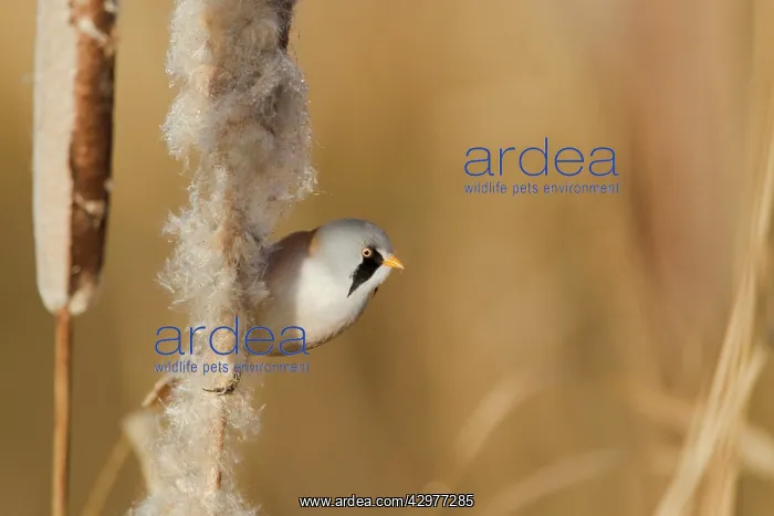 : Bearded Tit - male feeding on Reedmace seedhead : Bearded Tit - male feeding on Reedmace seedhead