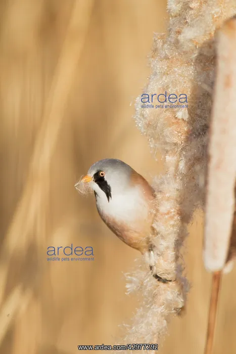: Bearded Tit - male feeding on Reedmace seedhead : Bearded Tit - male feeding on Reedmace seedhead