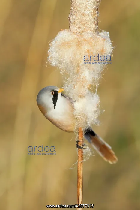 : Bearded Tit - male feeding on Reedmace seedhead : Bearded Tit - male feeding on Reedmace seedhead