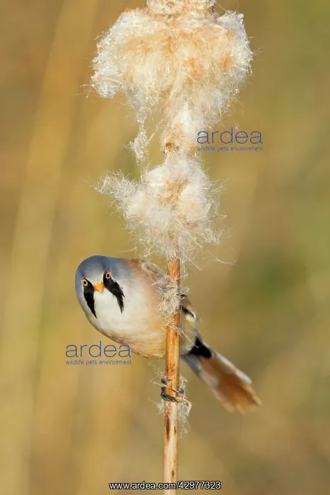 : Bearded Tit - male feeding on Reedmace seedhead : Bearded Tit - male feeding on Reedmace seedhead