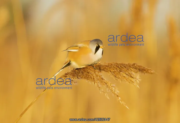 : Bearded Tit - male in reeds : Bearded Tit - male in reeds