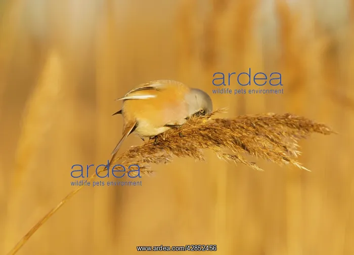 : Bearded Tit - male in reeds : Bearded Tit - male in reeds