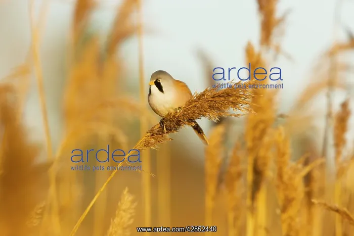 : Bearded Tit - male in reeds - midwinter : Bearded Tit - male in reeds - midwinter