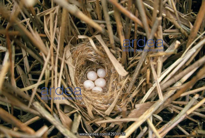 : Bearded Tit - nest with eggs : Bearded Tit - nest with eggs