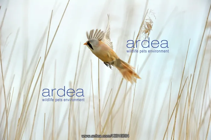 : Bearded Tit (Panurus biarmicus) flying : Bearded Tit (Panurus biarmicus) flying