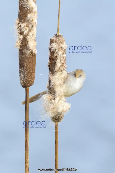 : Bearded Tit (Panurus biarmicus) foraging on Com : Bearded Tit (Panurus biarmicus) foraging on Com