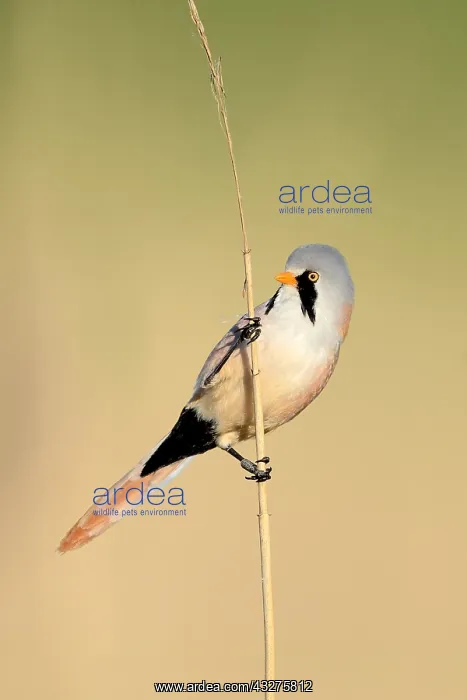: Bearded tit (Panurus biarmicus) male perched on : Bearded tit (Panurus biarmicus) male perched on