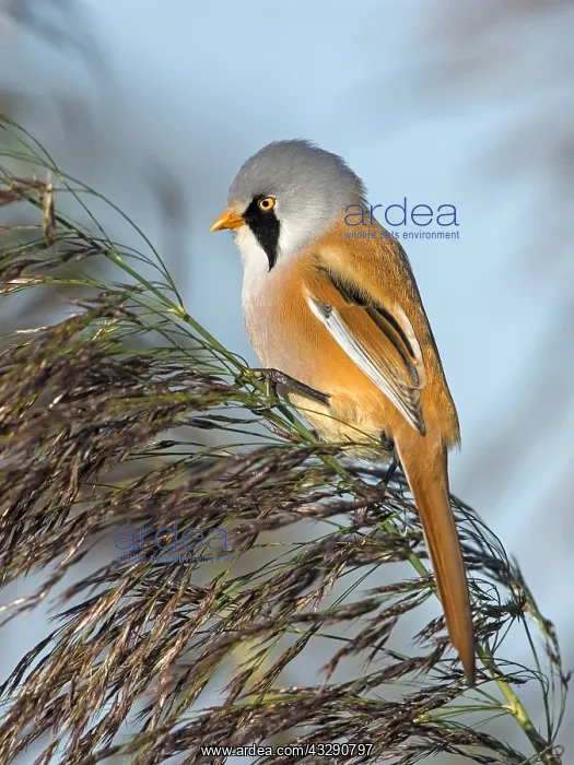 : Bearded tit (Panurus biarmicus) perched on a re : Bearded tit (Panurus biarmicus) perched on a re