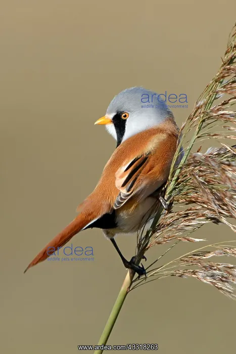 : Bearded tit (Panurus biarmicus) perched on a re : Bearded tit (Panurus biarmicus) perched on a re