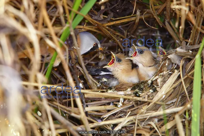 : Bearded Tit (Panurus biarmicus), rooster brings : Bearded Tit (Panurus biarmicus), rooster brings