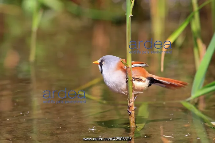 : Bearded Tit. Pensthorpe : Bearded Tit. Pensthorpe