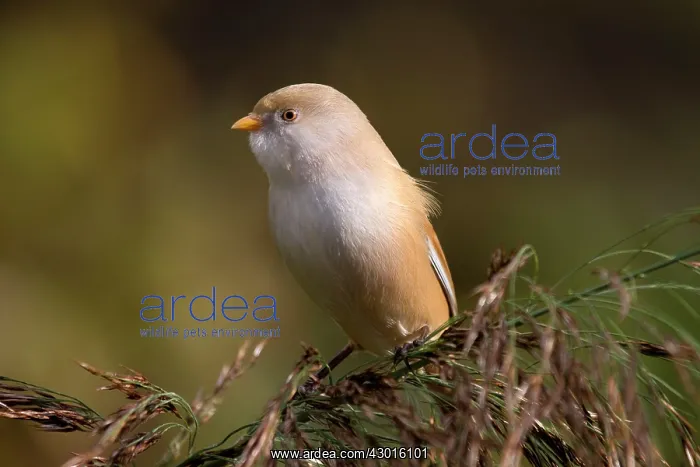 : Bearded Tit / Reedling : Bearded Tit / Reedling