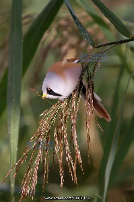 : Bearded Tit / Reedling : Bearded Tit / Reedling