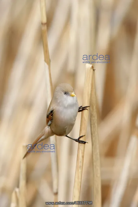 : Bearded Tit / Reedling - female on reed : Bearded Tit / Reedling - female on reed