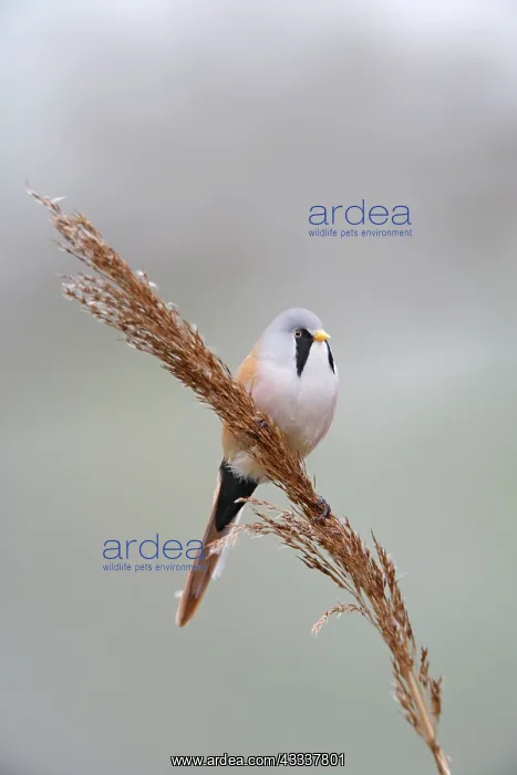 : Bearded Tit / Reedling - male on reed : Bearded Tit / Reedling - male on reed
