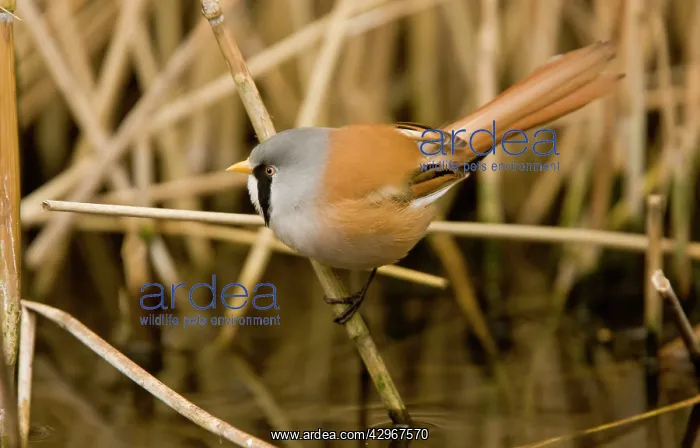: Bearded Tit / Reedling - male in reed-bed : Bearded Tit / Reedling - male in reed-bed