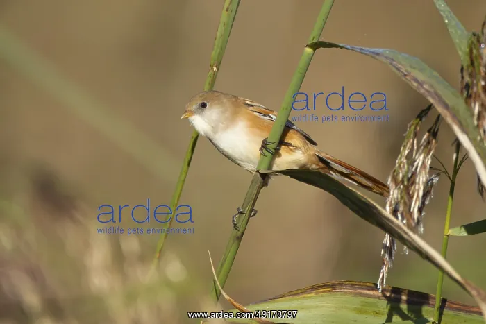 : Bearded tit or reedling (Panurus biarmicus) adult female bird on a reed stem in a reedbed : Bearded tit or reedling (Panurus biarmicus) adult female bird on a reed stem in a reedbed