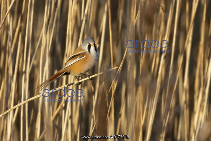 : Bearded tit or reedling (Panurus biarmicus) adult male bird in a reedbed : Bearded tit or reedling (Panurus biarmicus) adult male bird in a reedbed