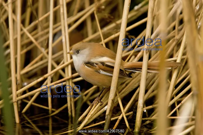 : Bearded Tit / Reedling - in reed-bed : Bearded Tit / Reedling - in reed-bed