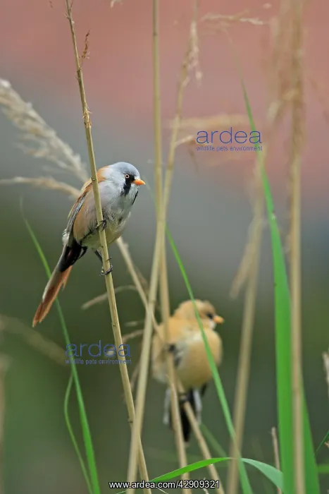 : Bearded Tit - on reeds : Bearded Tit - on reeds