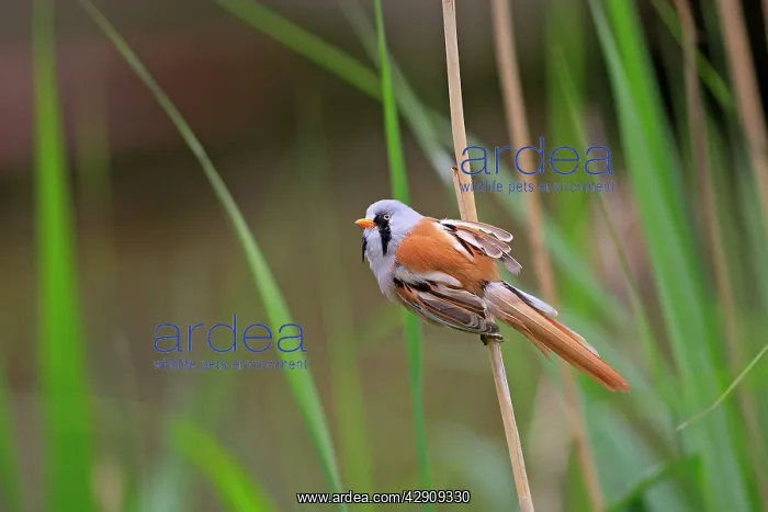 : Bearded Tit - on reeds : Bearded Tit - on reeds