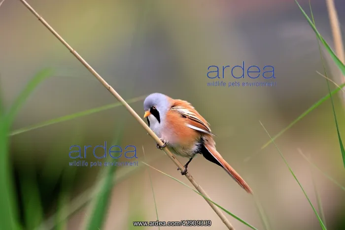 : Bearded Tit - on reeds : Bearded Tit - on reeds
