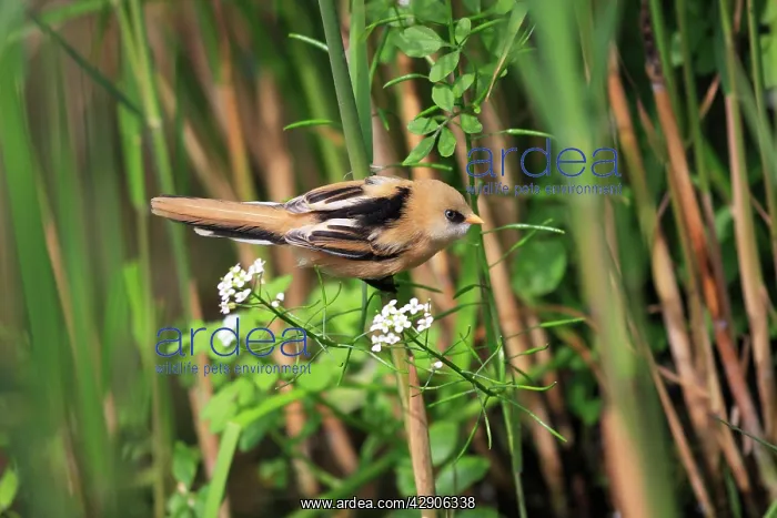 : Bearded Tit - young : Bearded Tit - young