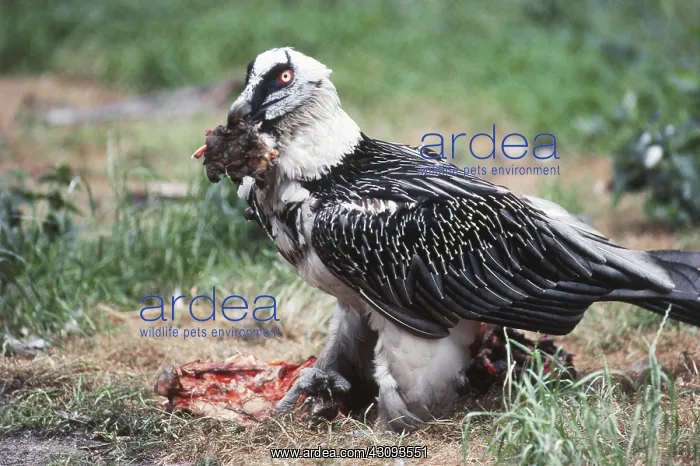 : Bearded Vulture : Bearded Vulture