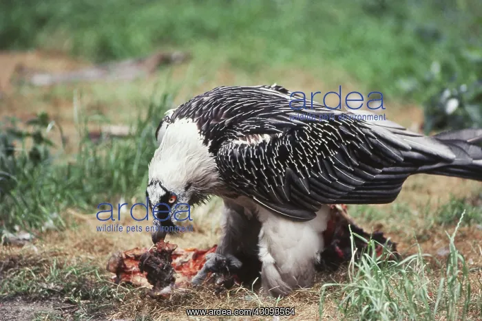 : Bearded Vulture : Bearded Vulture