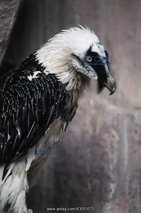 : Bearded Vulture : Bearded Vulture