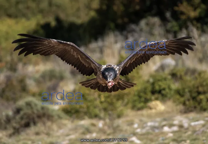 : Bearded Vulture : Bearded Vulture