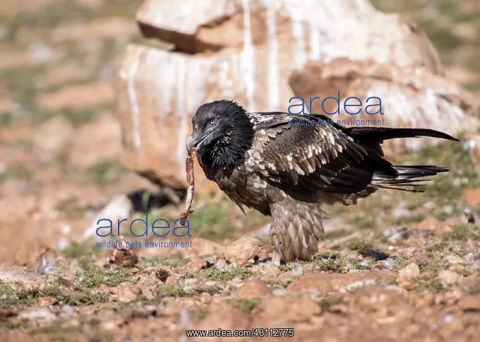 : Bearded Vulture : Bearded Vulture