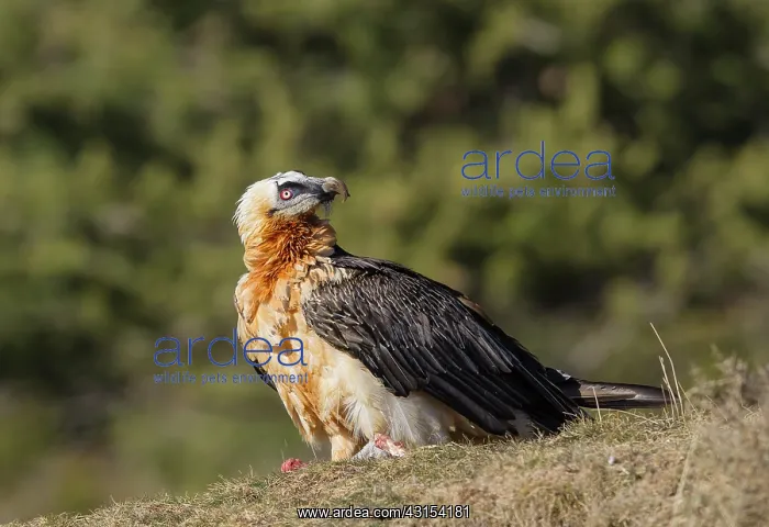 : Bearded Vulture : Bearded Vulture