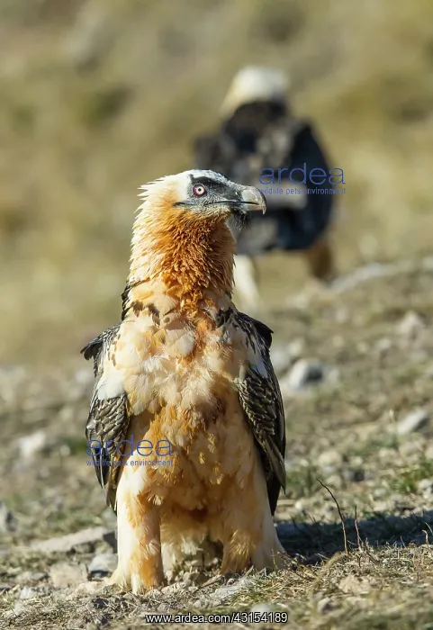 : Bearded Vulture : Bearded Vulture
