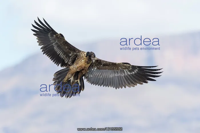 : Bearded Vulture : Bearded Vulture