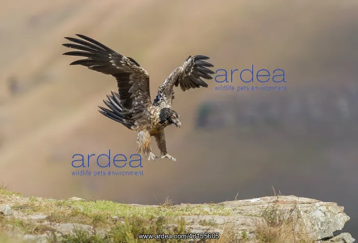 : Bearded Vulture : Bearded Vulture