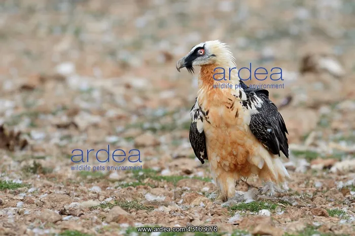 : Bearded Vulture : Bearded Vulture
