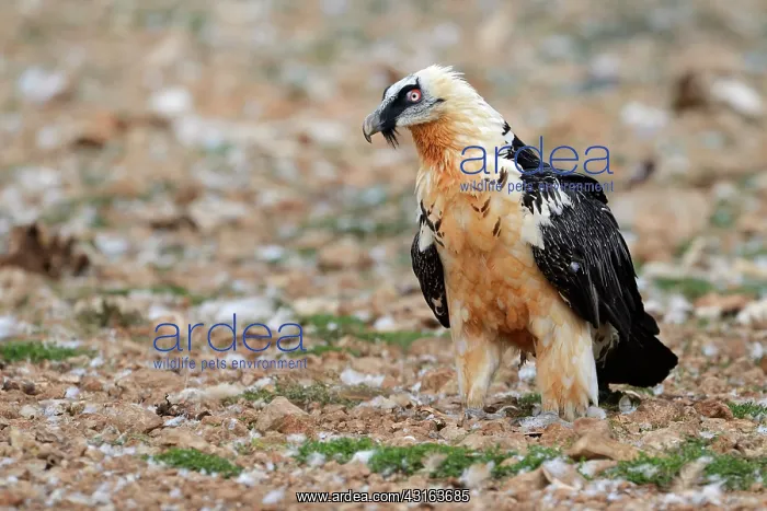 : Bearded Vulture : Bearded Vulture