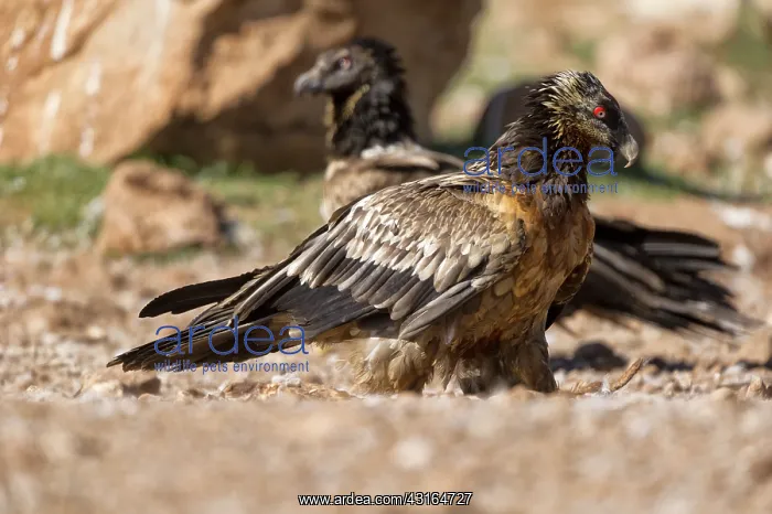 : Bearded Vulture : Bearded Vulture