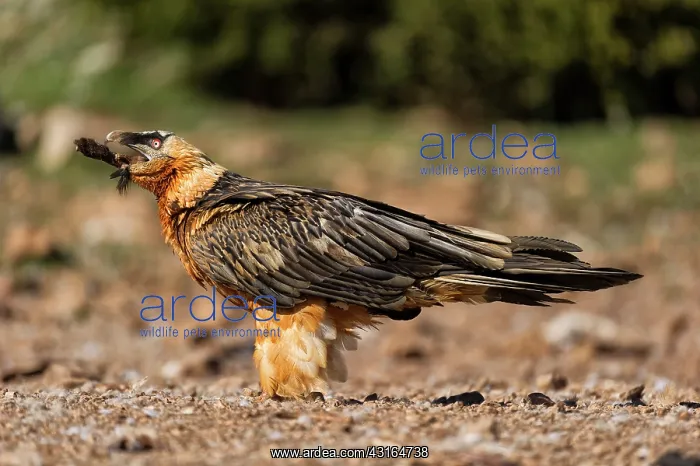 : Bearded Vulture : Bearded Vulture