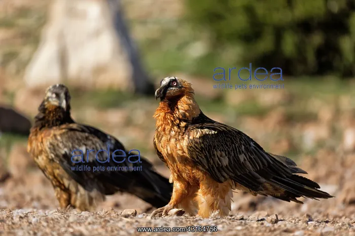 : Bearded Vulture : Bearded Vulture