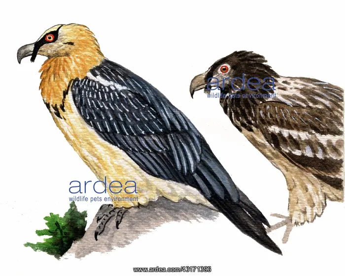 : Bearded Vulture : Bearded Vulture